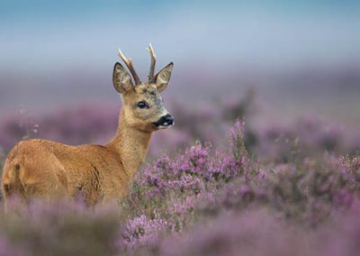 Drenthe-alround-natuurfotografie-nature-talks