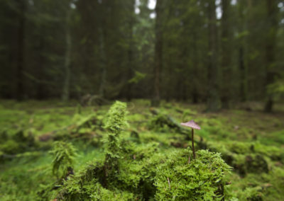 Fotoworkshop Paddenstoelenfotografie van Nature Talks met een foto gemaakt met een groothoek van Peter van der Veen