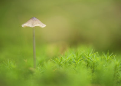 Fotoworkshop Paddenstoelenfotografie van Nature Talks met een foto van Peter van der Veen