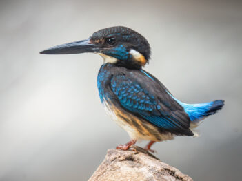 Vogelfotografie reis Indonesië: Java en Bali