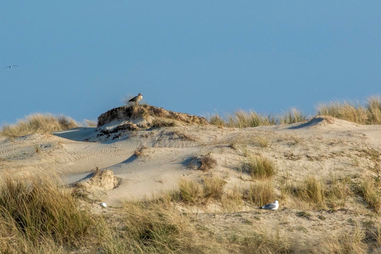 Duinen de Hors op Texel Clasien van Grinsven Fotoweekend Texel