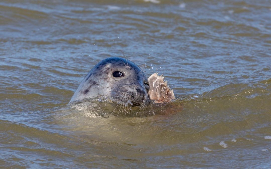 Zeehond texel Meinke Bogaerts Fotoweekend Texel