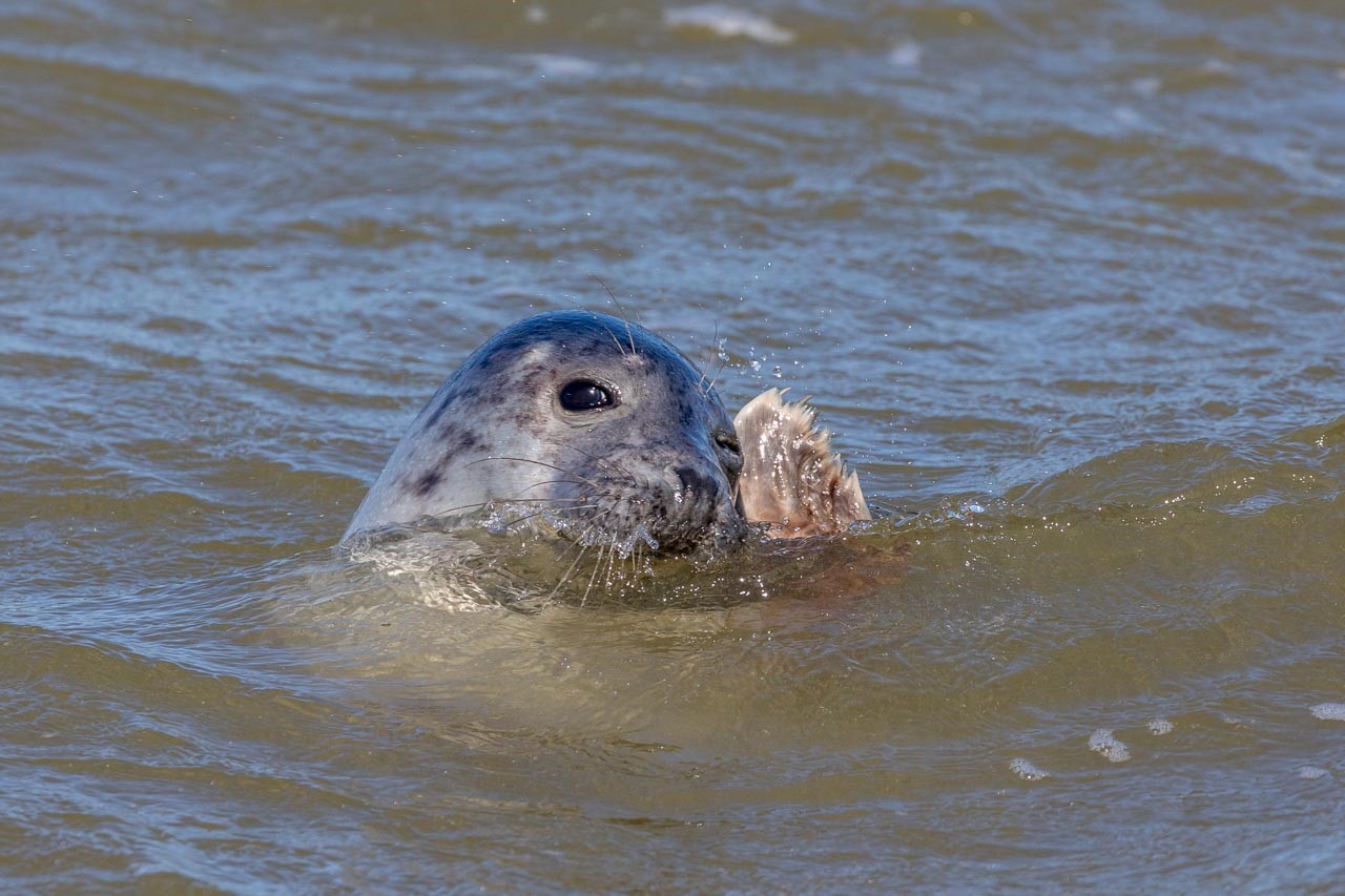 Zeehond texel Meinke Bogaerts Fotoweekend Texel