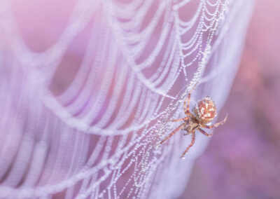 Spin in web - Fotoreis Drenthe - Allround Natuurfotografie