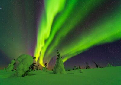 Noorderlicht met besneeuwde boomtoppen tijdens fotoreis Kuusamo en omgeving Nature Talks