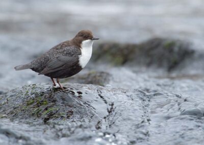 waterspreeuw aan het jagen bij riviertje omgeving kuusamo finland reis