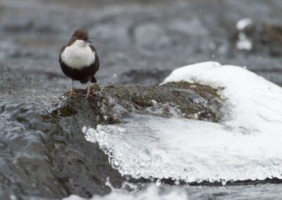 waterspreeuw aan het jagen bij riviertje omgeving kuusamo finland reis222