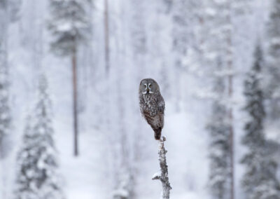 Laplanduil-Strix-nebulosa-zittend-op-een-boom-in-een-winters-taiga-bos-uitkijkend-over-zijn-territorium.-Finland-Kuusamo