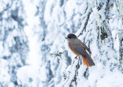 Siberische gaai zit op een tak in een winterse taiga-bos nabij Kuusamo, Noord-Finland.