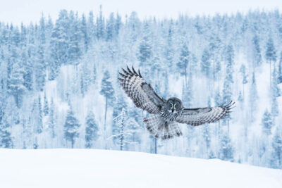 Een grote en sierlijke roofvogel, de Laplanduil (Strix nebulosa), vliegt over het winterse taigalandschap nabij Kuusamo in Noord-Finland.