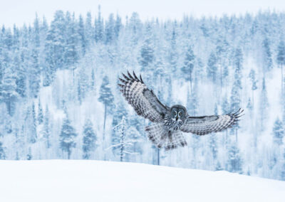 Een grote en sierlijke roofvogel, de Laplanduil (Strix nebulosa), vliegt over het winterse taigalandschap nabij Kuusamo in Noord-Finland.