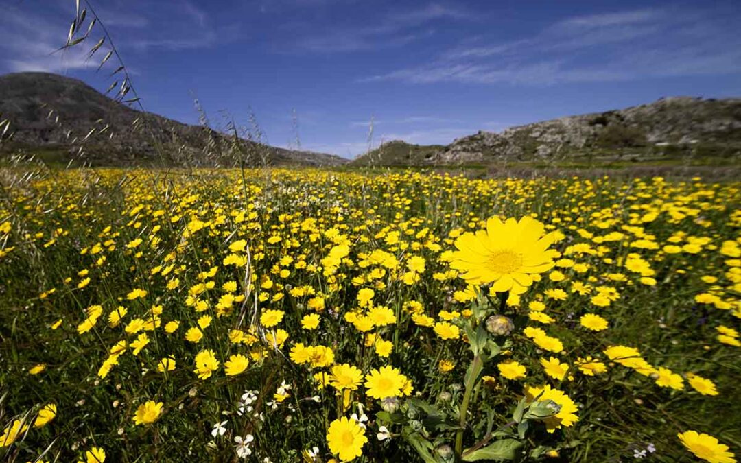 Reisverslag Kreta Griekenland. Gele margrietenveld op de hoogvlakte van Kreta.