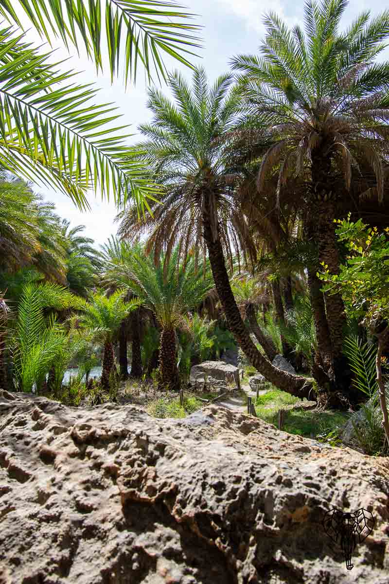 Palmbomen in de kloof bij Preveli beach