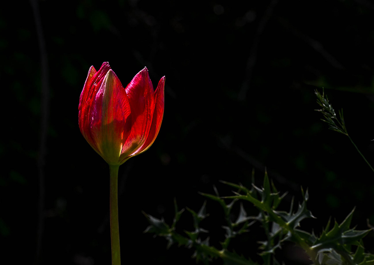 Wilde rode tulp tegen donkere achtergrond