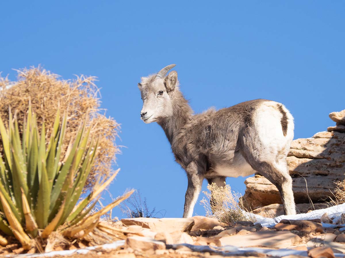 Bighorn schaap in Grand Canyon