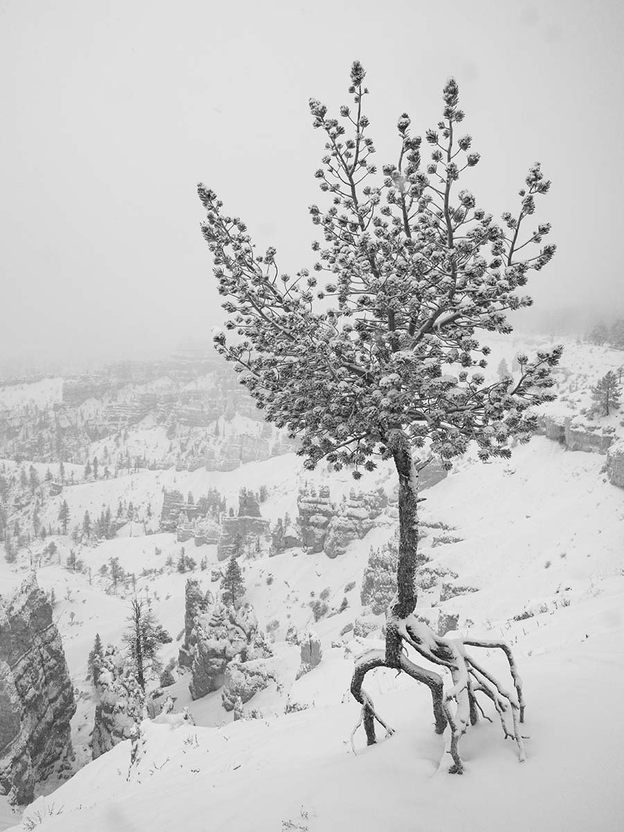 Bryce lopende boom in de mist