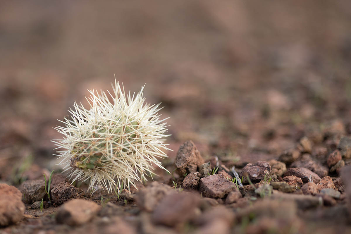 Cactus Jumping cholla