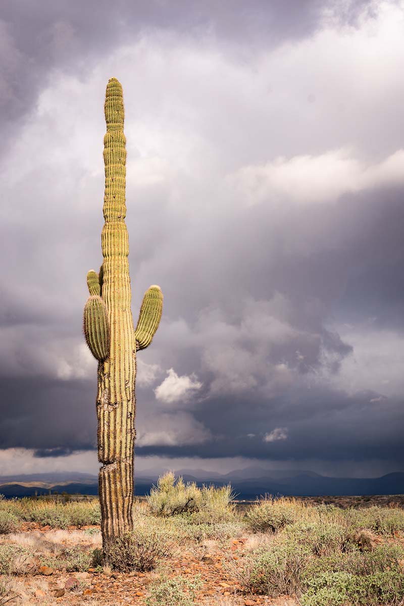 Cactus McDowell Mountain Regional Park