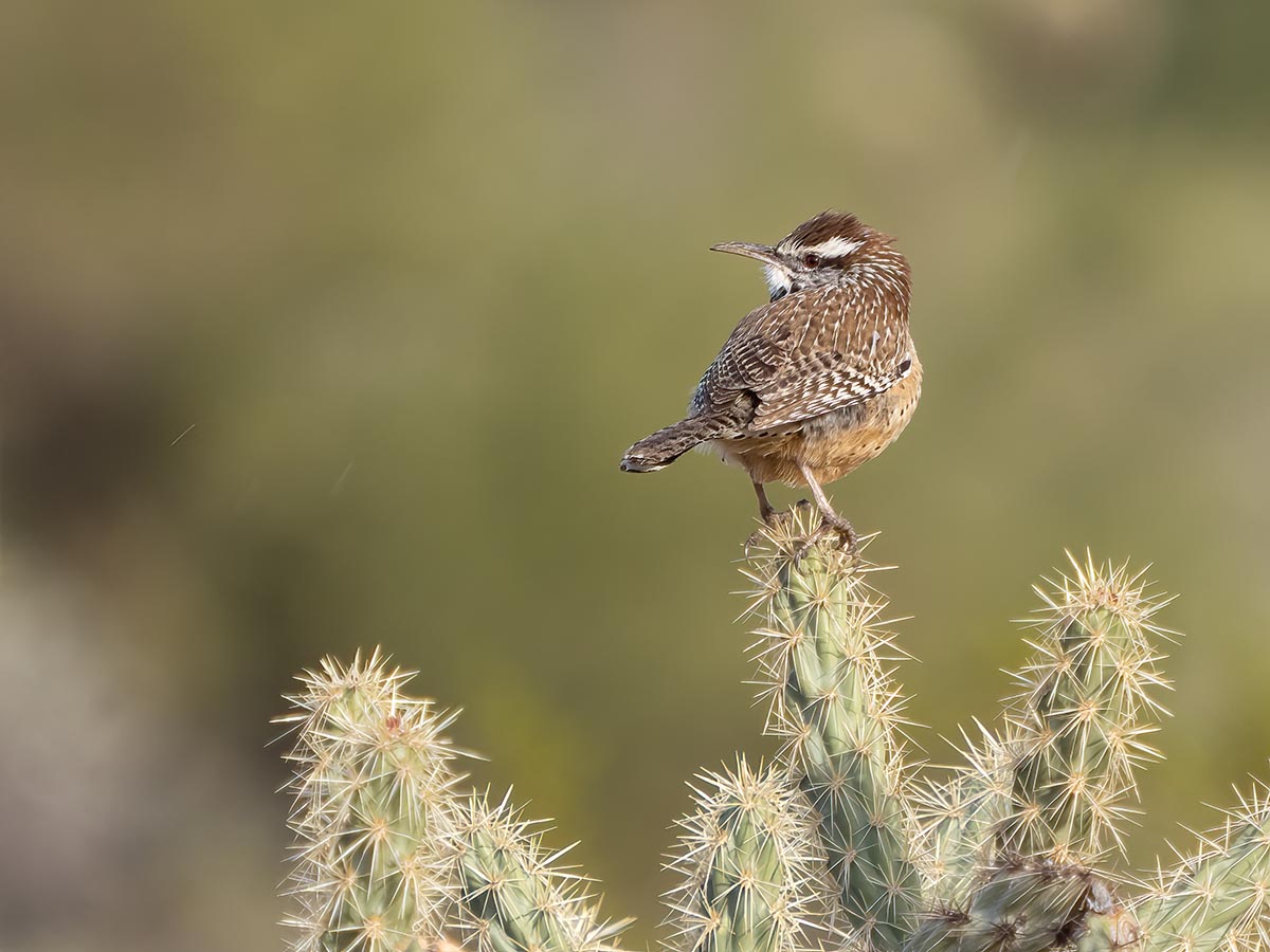 Cactus Wren op cactus