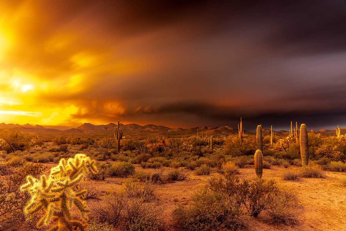 Cactus landschap zonsondergang Lost Dutchman 