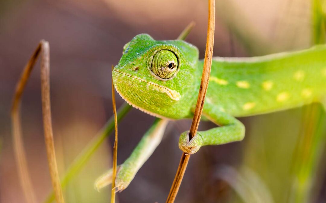 Kameleon Peloponessos in Griekenland