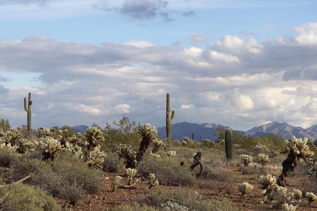 Sonoran Mountain Reserve