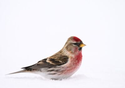 Barmsijs in de sneeuw tijdens fotoreis Kuusamo