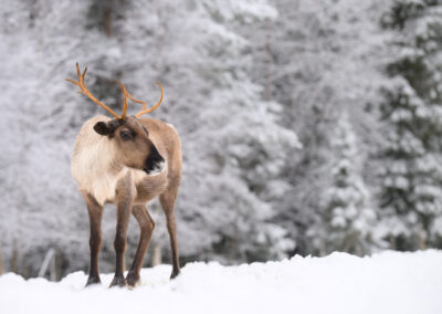 Rendier in de sneeuw omgeving Kuusamo