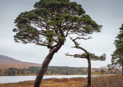 Samensmeltende bomen