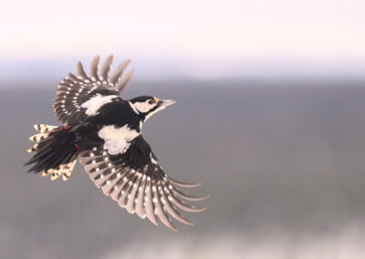 Specht in vlucht in Kuusamo