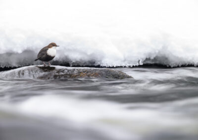 Waterspreeuw aan het jagen langs een stromend beekje in Kuusamo