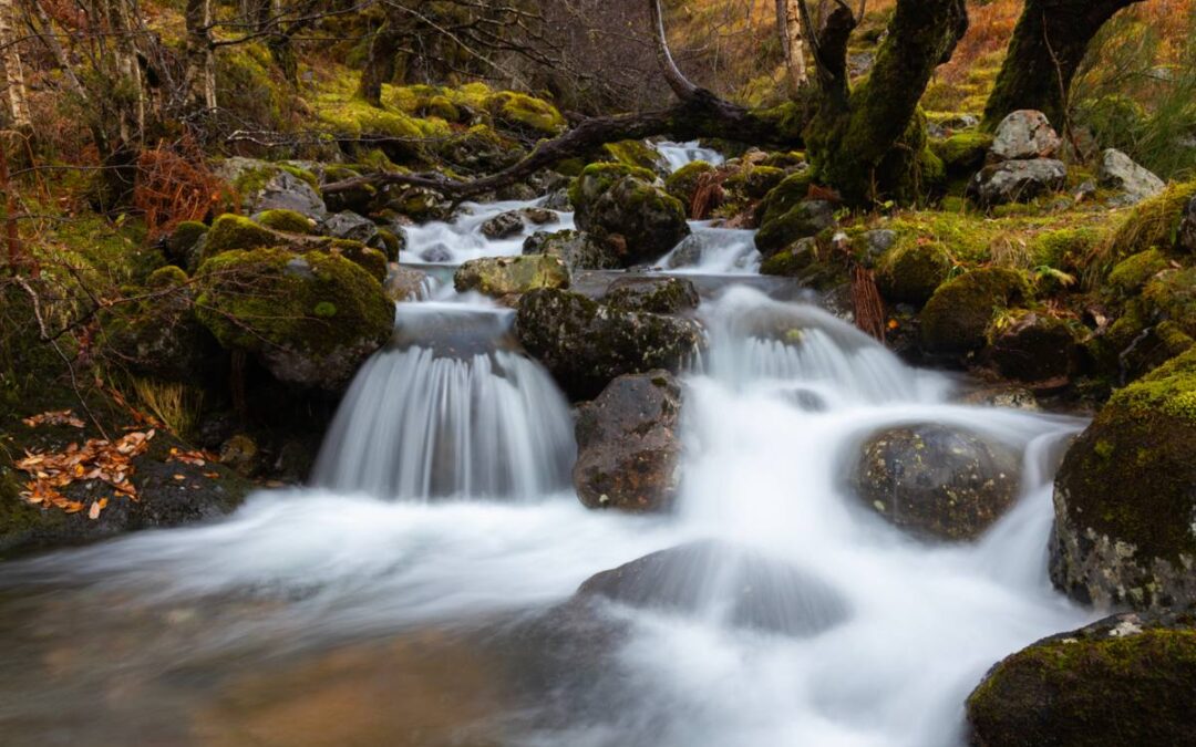 Waterval in bos Glencoe