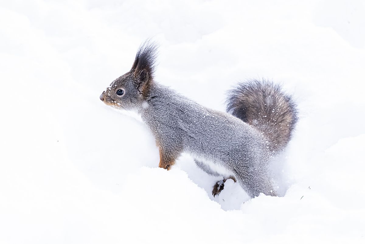 Eekhoorn_in_de_sneeuw