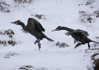 Kuifaalscholvers rennend in sneeuw