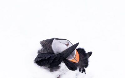 Reisverslag vogelfotografie reis in winters Fins Lapland