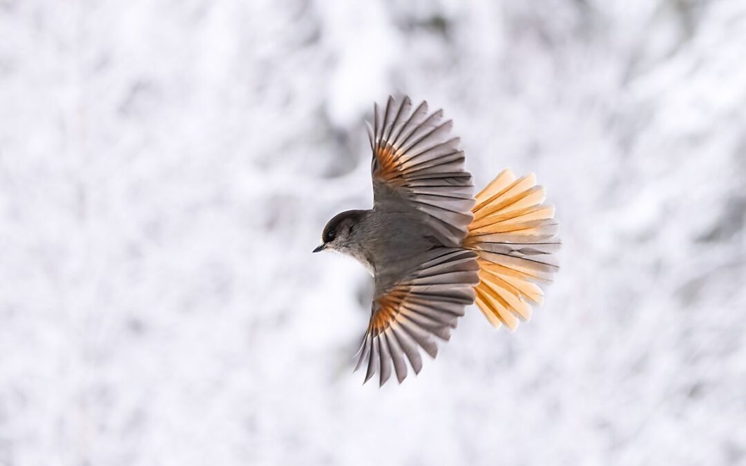 Taigagaai vliegend in sneeuwlandschap