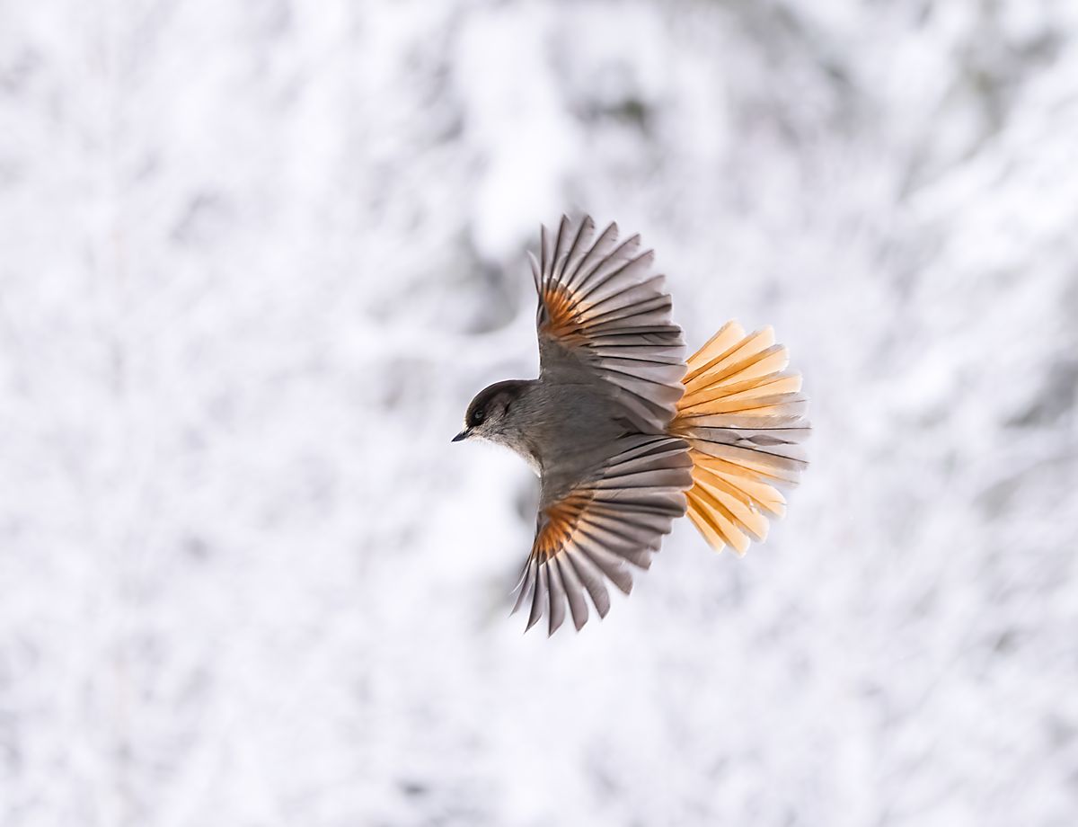 Taigagaai vliegend in sneeuwlandschap