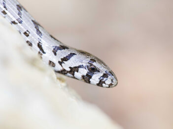 Fotoreis naar Noord-Griekenland: amfibieën en reptielen in Griekse ongerepte natuur