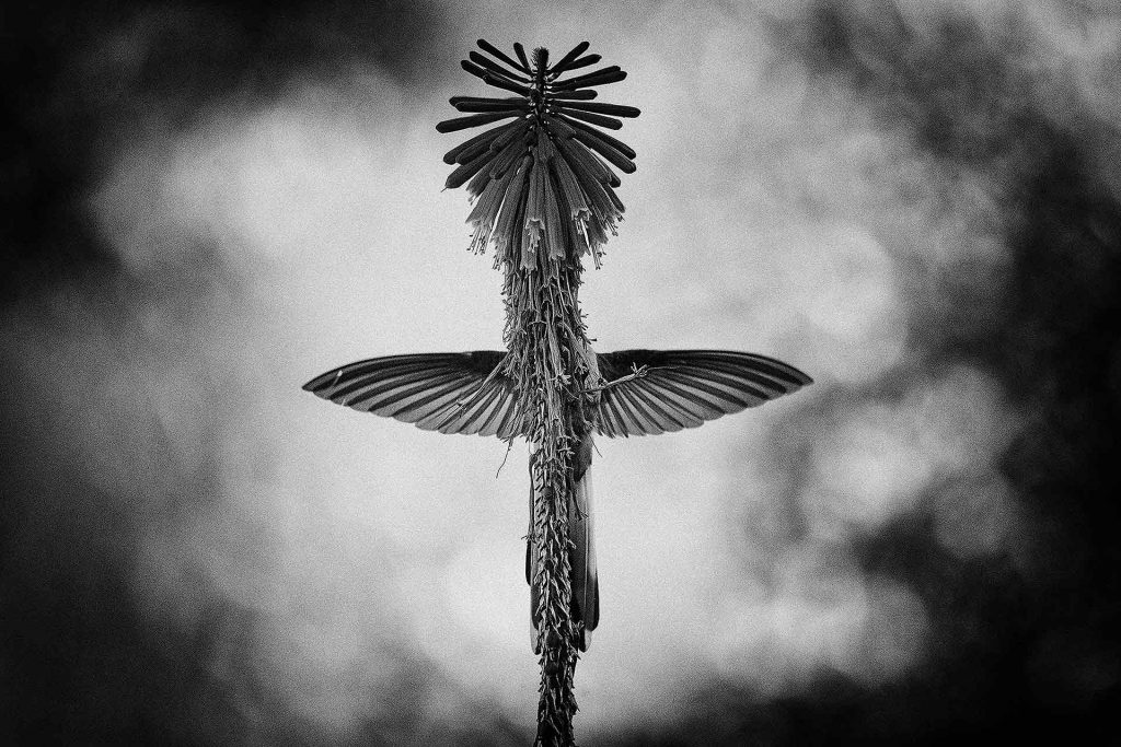 Foto van boom in meer gemaakt door reisfotograaf Johan Lolos