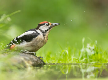 Fotoworkshop vogelfotografie vanuit de vier sterren fotohut