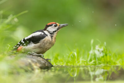 Specht in fotohut Jeffrey Jacobs