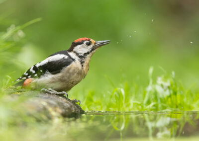 Specht in fotohut Jeffrey Jacobs